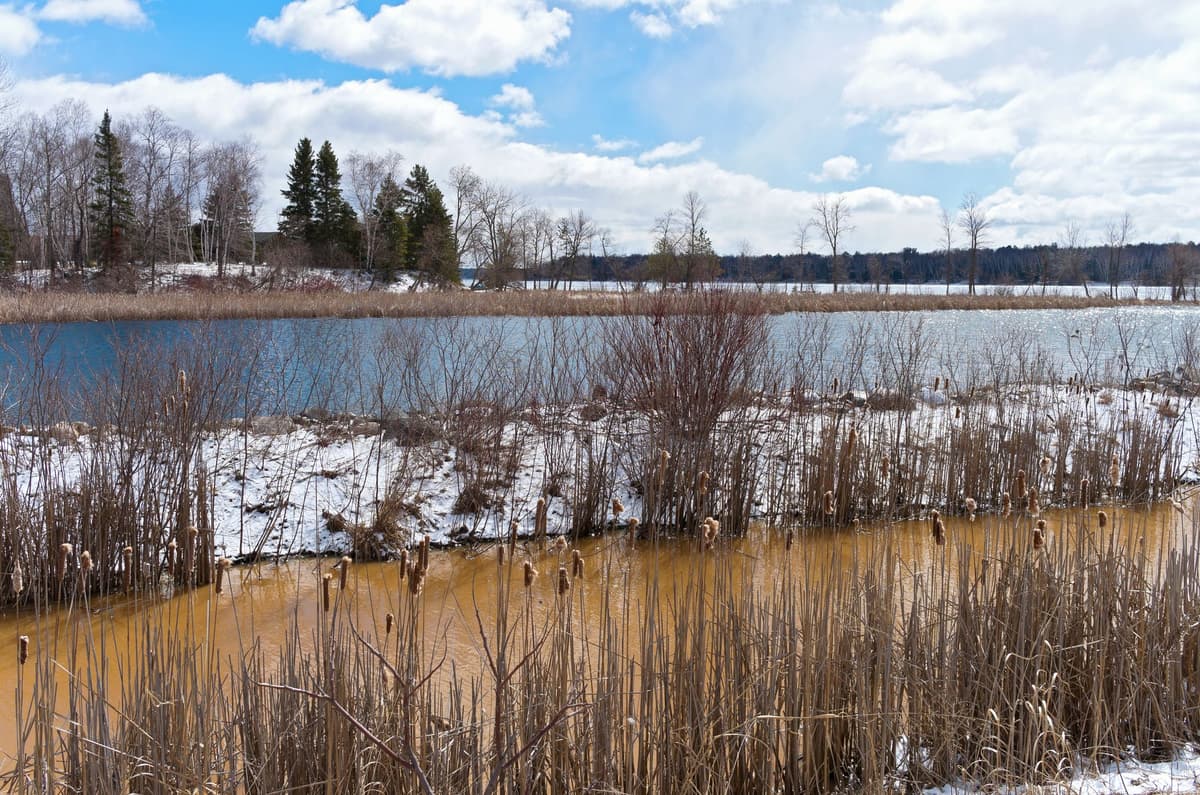 Article content image